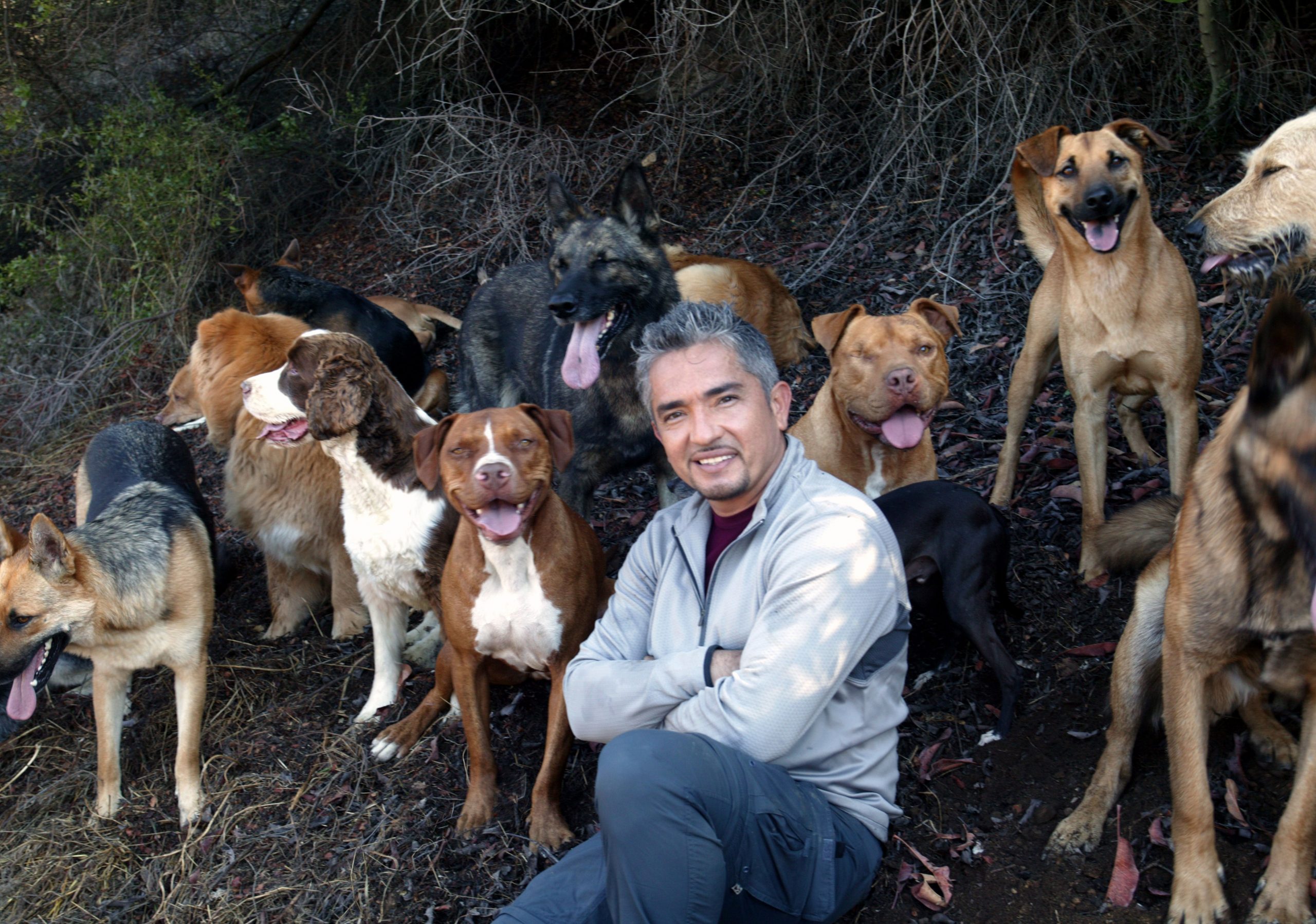 cesar and dogs