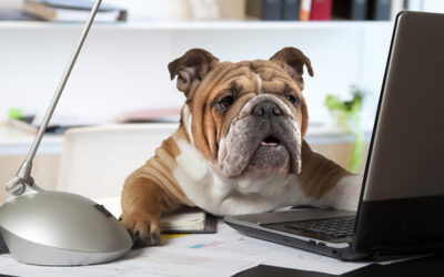 The Good and Bad of Bringing Your Pet to Work