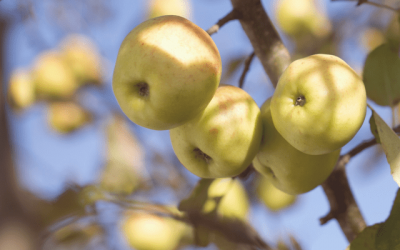 How and Why Johnny Appleseed Died a Wealthy Man