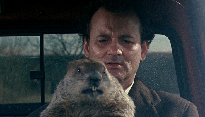 Groundhog tips for the work environment